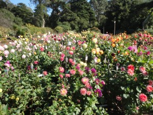 Flowers in Golden Gate Park