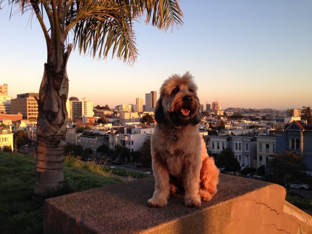 A good time to be in the urban Alta Plaza Park, near sundown Oct 5 2013